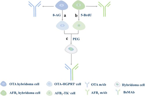 Figure 1. Process of BsMAb generation by hybrid-hybridoma technology. (a) OTA hybridoma cells were mutagenized with different concentration gradients of 8-AG. (b) AFB1 hybridoma cells were mutagenized with different concentration gradients of 5-BrdU. (c) Tetrasomal hybridoma cells were obtained by fusing the OTA-HGPRT– cell and AFB1-TK– cell.