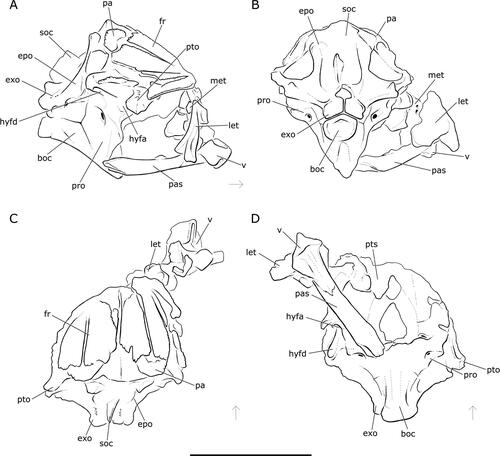 Figure 7. Neurocranium of †Iridopristis parrisi. Holotype (NJSM GP12145), Hornerstown Formation, early Paleocene (Danian), New Jersey, USA. Line drawings of rendered µCT models in A, right lateral, B, posterior, C, dorsal and D, ventral views. Abbreviations: boc, basioccipital; epo, epioccipital; exo, exoccipital; fr, frontal; hyfa, anterior facet for hyomandibula; hyfd, dorsal facet for hyomandibula; let, lateral ethmoid; met, mesethmoid; pa, parietal; pas, parasphenoid; pro, prootic; pto, pterotic; pts, pterosphenoid; soc, supraoccipital; v, vomer. Arrows indicate anatomical anterior. Scale bar represents 5 cm.