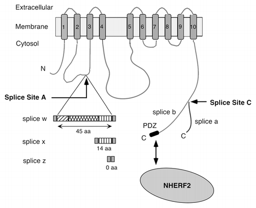 Figure 1 Scheme of PMCA2 and its major alternative splice variants. The membrane-spanning domains are numbered 1–10. Alternative splicing at site A results in the insertion of 45 (w), 14 (x) or 0 (z) amino acid (aa) residues in the first cytosolic loop. Splicing at site C generates variants a and b, which differ in their C-terminal tails. Only the b-variant contains a C-terminal PDZ domain-binding sequence (PDZ) that can interact with the apical scaffolding protein NHER F2. N, N-terminus; C, C-terminus.