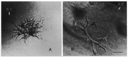 Figure 1 (A and B) Phase contrast photomicrographs of either (A) mIMCD cells or (B) MDCK cells cocultured for 48 hr with the ed11.5–12.5 embryonic murine kidney (EK) as a source of soluble growth factors. Both cell types are induced to form complex branching tubular structures in the presence of the soluble factors secreted by the embryonic kidney (Bar = 50 µm). (From ref. Citation12).