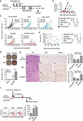 Figure 4. GM-pMCs suppress tumor growth via induction of tumor-reactive CD8+ T cells.