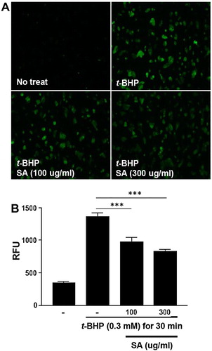 Figure 1. Effects of SA on ROS production in t-BHP-treated HepG2 cell. (A) The effects of SA on ROS production in t-BHP-treated HepG2 cells in 6-well plates were monitored using a florescence microscope (magnification 100×). (B) Total ROS production of t-BHP-treated HepG2 cells was measured using a fluorometer. The data are shown as the means ± SEM of three indicated experiments. *** p < 0.001 (Student’s t-test).