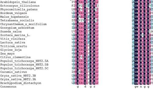 Figure 1. Multi-alignment of NRT2.5 amino acid sequences in different plants. On the left is the MFS-conserved motif (MFS: G-XXX-D-XX-G-X-R), On the right is the nitrate/nitrite transporters family-conserved motif (NNP: G-W/L-G-N-M/A-G)