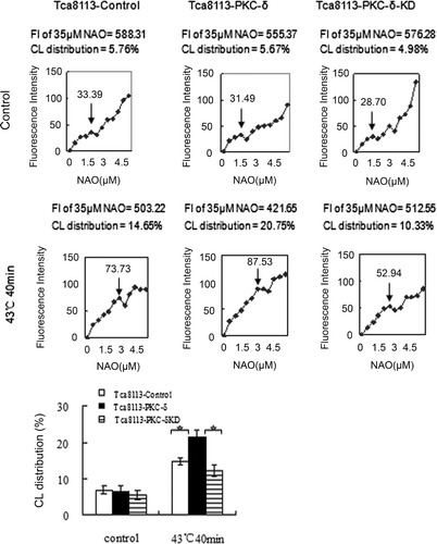 Figure 7. Wild-type PKC-δ facilitates hyperthermia-induced mitochondrial CL translocation. The control, PKC-δ, and PKC-δ-KD plasmids transfected cells were heated at 43°C for 40 min, and then harvested and stained with different concentrations of NAO after cells being incubated at 37°C for 4 h. The median fluorescence intensity at 640 nm was determined by flow cytometry. ↓ represent the same means as in Figure 1A. The median fluorescence intensity value of 35 µM NAO was considered to be 100% and used to calculate the percentage in first saturated site NAO concentration. Columns, mean from three independent experiments. Bars, ±SD. *p < 0.01.