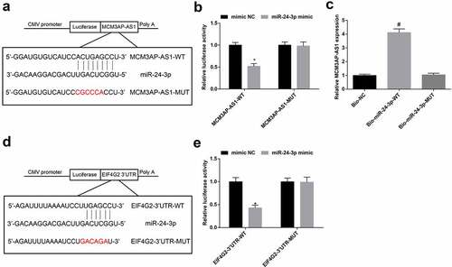 Figure 6. Interaction among MCM3AP-AS1, miR–24–3p and EIF4G2. A, binding sites of MCM3AP-AS1 and miR–24–3p were predicted at http://starbase.sysu.edu.cn/; B, binding relation between MCM3AP-AS1 and miR–24–3p was confirmed by dual luciferase reporter gene assay; C, binding relation between MCM3AP-AS1 and miR–24–3p was confirmed by RNA pull-down assay; D, binding sites of miR–24–3p and EIF4G2 were predicted at http://starbase.sysu.edu.cn/; E, binding relation between miR–24–3p and EIF4G2 was confirmed by dual luciferase reporter gene assay; * P < 0.05 vs the mimic NC group, # P < 0.05 vs the Bio-NC group; N = 3; the data were expressed as mean ± standard deviation, the unpaired t-test was performed for comparisons between two groups, one-way ANOVA was used for comparisons among multiple groups and Tukey’s post hoc test was used for pairwise comparisons after one-way ANOVA.