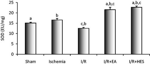 Figure 2. The effects of ischemia, I/R and the treatment with EA and hesperidin (HES) on the SOD activity ((a) p < 0.01; (b) p < 0.05 and (c) p < 0.05). The comparison between the sham group with EA, and HES groups is denoted by “a”. The comparison between the ischemia group with IR, EA, and HES groups is denoted by “b”. The comparison between the IR group with EA, and HES groups is denoted by “c”.