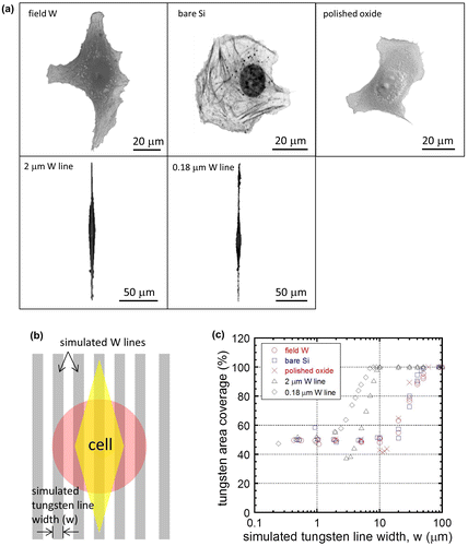 Figure 11. (a) Observed cell morphologies on different surfaces (polished field tungsten area – field W; bare silicon – bare Si; polished silicon oxide – polish oxide; surface with isolated 2 μm line – 2 μm W line; surface with 0.18 μm tungsten isolated line – 0.18 μm W line) with a superimposed simulated comb pattern used in the calculation of coverage in (c). (b) Schematic drawing indicating cell orientation relative to the simulated comb structure; the pink circle and yellow diamond represent cells with random and elongated shapes, respectively. (c) Cell-tungsten coverage of cells plotted as a function of simulated tungsten line widths (w).
