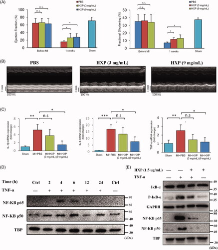 Figure 8. HXP prevents excessive inflammation after myocardial infarction. (A) Echocardiography parameters: ejection fraction (EF%), and fractional shortening (FS%), measured at 1 week post-MI in PBS-treated and HXP-treated (3 and 9 mg/mL) mice. *p < 0.05. **p < 0.01. n = 10 for each. (B) Representative M-mode echocardiography at 1 week post-MI showing LV end-systolic and end-diastolic dimensions in PBS-treated and HXP-treated (3 and 9 mg/mL) mice. (C) Real-time PCR results showing the relative expressions of pro-inflammatory cytokines IL-1β, IL-6 and TNF-α in the infarct regions of PBS-treated and HXP-treated (3 and 9 mg/mL) mice at 1 week following MI. Error bars represent SEM of the fold changes in upper ΔCT values after normalisation with GAPDH. *p < 0.05. **p < 0.01. (D) Western blots showing the nuclear expression of NF-κB following TNF-α treatment at varying times in adult H9c2 cardiomyocytes. TBP, loading control. (E) Western blots showing the expressions of Iκb-α, p-Iκb-α and nuclear NF-κB following pre-treatment with HXP for 12 h and subsequent TNF-α treatment for 4 h in adult H9c2 cardiomyocytes. GAPDH: total loading control; TBP: nuclear loading control.