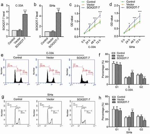 Figure 4. SOX2OT-7 overexpression promoted the growth of C-33A and SiHa cells. (a–b) qRT-PCR analysis was used to determine SOX2OT-7 level in C-33A and SiHa cells transfected with SOX2OT-7 overexpressing plasmid. (c–d) The viability of C-33A and SiHa cells was detected using CCK-8 assay. (e–h) The cell cycle distribution of C-33A and SiHa cells was tested using flow cytometry analysis. Results were expressed as mean ± SD. *p < 0.05, **p < 0.01, ***p < 0.001, compared to Vector cells.