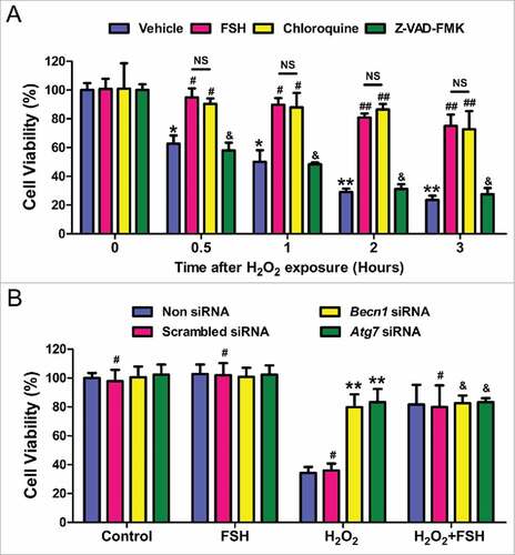 Figure 3. FSH preferentially suppresses the autophagic death to prevent oxidative stress-induced GC injury. (A) GCs with 1 h of H2O2 (200 μM) incubation were treated with FSH (7.5 IU/ml), the autophagy inhibitor chloroquine (50 μM), or the apoptosis inhibitor Z-VAD-FMK (50 μM) for 0.5 to 3 h. Cell viability was then determined using the CCK-8 assay. Data represent mean ± S.E; n = 3 in each group. *Represents P < 0.05 compared with vehicle group at 0 h. **Represents P < 0.01 compared with vehicle group at 0 h. #Represents P<0.05 compared with H2O2-only-treated cells. ##Represents P < 0.01 compared with H2O2-only-treated cells. &Represents P > 0.05 compared with H2O2-only-treated cells. NS, not significant, P > 0.05. (B) GCs remained as an untreated control or were transfected with Becn1 siRNA, Atg7 siRNA or scrambled control siRNA for 24 h. After 1 h of H2O2 (200 μM) exposure, GCs were washed with PBS, grown in medium containing FSH for 2 h, and then processed for examining cell viability using the CCK-8 assay. Data represent mean ± S.E; n = 3. ** Represents P < 0.01 compared with ‘Non siRNA’ conditions. # Represents P > 0.05 compared with ‘Non siRNA’ conditions. & Represents P > 0.05 compared with ‘H2O2+FSH’ conditions.