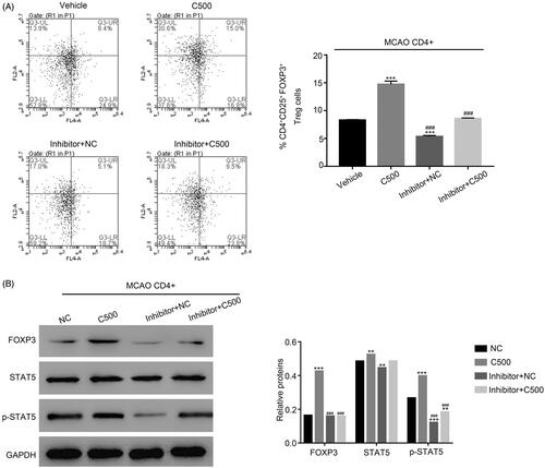 Figure 4. The effect of CT was abolished by the STAT5 inhibitor STAT5-IN-1 in. (A) The production of CD25+FOXP3+ cells was inhibited by treatment with the STAT5-IN-1 inhibitor in CD4+ T cells with the treatment of CT. *** p < 0.001 vs. NC; ### p < 0.001 vs. C500. (B) The protein levels of FOXP3 and p-STAT5 were suppressed by the inhibitor STAT5-IN-1 in CD4+ T cells with the treatment of CT. *** p < 0.001 vs. NC; ### p < 0.001 vs. C500.