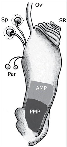 Figure 1. Diagram of the mating plug in the Drosophila melanogaster female lower reproductive tract. The uterus is shown containing the mating plug (AMP + PMP; for anterior + posterior mating plug, respectively). The figure also shows the sperm storage organs (seminal receptacle (SR), spermathecae (ST)), the parovaria (Pa), and the lower common oviduct (Ov). The upper reproductive tract (ovaries, lateral oviducts, upper common oviduct) is not shown, for simplicity.