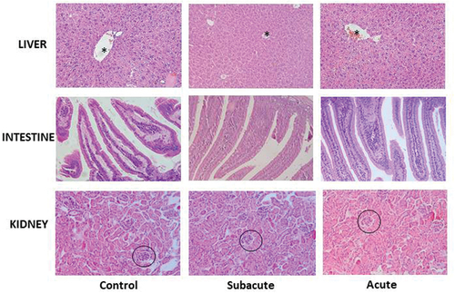 Figure 2. Histological sections of hematoxylin and eosin staining, as observed by optical microscopy. Liver sections showed well preserved hepatic cords and central vein (*). Intestine sections showed the mucosa with normal length villi. Kidney sections showed conserved glomeruli (circles) and tubules. Magnification 200 X.