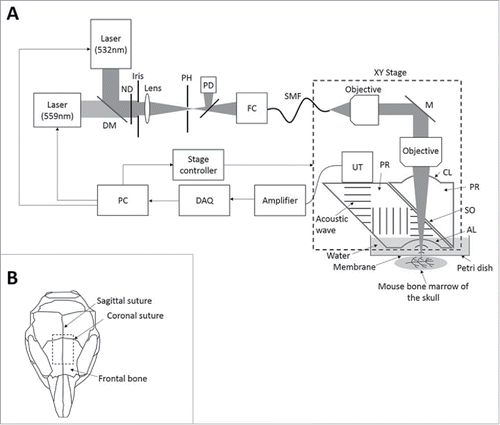 Figure 1. Optical-resolution photoacoustic microscopy (OR-PAM) for in vivo imaging of oxygenation and vascularization in the bone marrow. (A) Schematic diagram of the OR-PAM imaging system. AL, acoustic lens; CL, correction lens; DAQ, data acquisition; DM, dichroic mirror; FC, fiber coupler; M, mirror; ND, neutral density filter; PD, photodiode; PH, pinhole; PR, prism; SMF, single-mode fiber; SO, silicone oil; UT, ultrasonic transducer. (B) Imaging regions in the mouse skull.