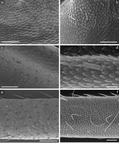 Figure 6. Larvae of Centroptilum volodymyri sp. nov., paratype (a, c, e) and C. luteolum (Müller, 1776) (b, d, f). (a, b) Pronotum, dorsal surface; (c, d) hind femur, dorsal surface; (e, f) hind tibia, dorsal surface. Scale bars: a–c, e, f = 30 μm; d = 10 μm.