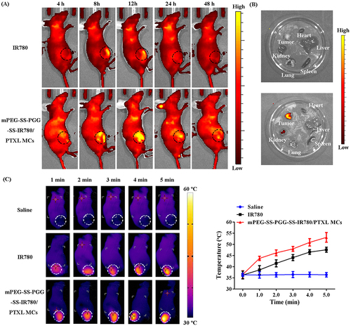 Figure 8 (A) In-vivo fluorescence images of LLC tumor-bearing mice after 4, 8, 12, 24, and 48 h of intravenous injection of IR780 and mPEG-SS-PGG-SS-IR780/PTXL MCs. (B) Ex-vivo fluorescence images of dissected major organs (heart, liver, spleen, lung, and kidney) and tumor at 48 h. (C) Thermal images of LLC tumor-bearing mice receiving intravenous injection of saline, free IR780, or mPEG-SS-PGG-SS-IR780/PTXL MCs upon laser irradiation. And changes in temperature of tumors upon laser irradiation. Data were presented as mean ± SD (n = 3).