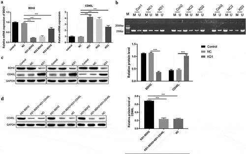 Figure 3. BDH2 upregulates the protein level of CD40L by inhibiting methylation. (a) Real-time PCR detected the expression of BDH2 and CD40L. Three shRNAs were designed targeting BDH2. They were LV-BDH2-shRNA1 (KD-1), LV-BDH2-shRNA2 (KD-2), LV-BDH2-shRNA3 (KD-3). As showed in this part the knock down percentage of KD1 was about 80%. And it was selected for the following experiment. ‘NC’ group, cells were transfected with lentivirus vector GV248. (b) Results of methylation specific PCR showed that the decrease of BDH2 resulted in the increase of demethylation level of CD40L. (C&D) Western blots showed that BDH2 upregulates the CD40L protein level by inhibiting CD40L methylation. Three independent repeats for each experiment and One-way ANOVA used for statistical analysis. *P < 0.05, **P < 0.01, ***P < 0.001.