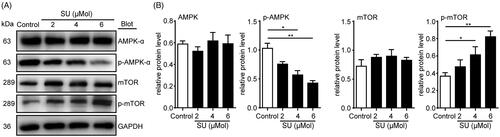 Figure 3. SU induces AMPK/mTOR activation inhibition in H9c2 cardiomyocytes. (A, B) Western blots of AMPK/mTOR pathway in vehicle- and SU-treated H9c2 cardiomyocytes and statistical analysis (n = 4). (The Student’s two-tailed t-test was used, error bar = SEM, *p < 0.05, **p < 0.01).
