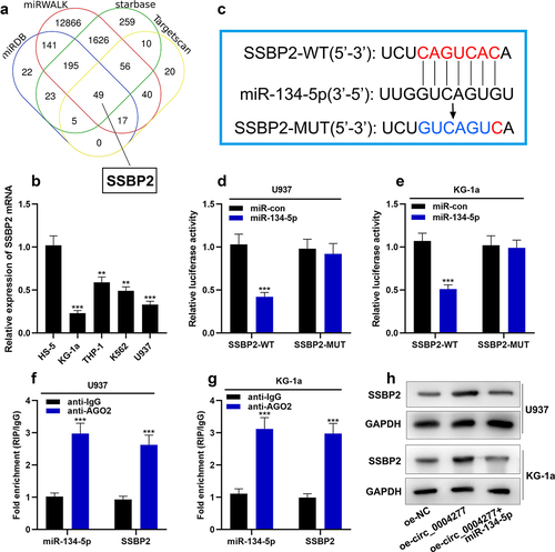 Figure 6. Circ_0004277 modulates SSBP2 expression in AML cells by sponging miR-134-5p A. Four online databases (Starbase, Targetscan, miRWALK, miRDB) showed that 49 mRNAs had the complementary binding sites with miR-134-5p. B. qRT-PCR revealed that SSBP2 mRNA was down-regulated in AML cells. C. Starbase dataBase showed the complementary binding sites between miR-134-5p and SSBP2 3'UTR. D-G. Dual luciferase reporter gene assay (d, e) and RIP assay (f, g) showed that miR-134-5p could bind with SSBP2 3'UTR directly. H. Western blot assay was used to measure the expression of SSBP2 after circ_0004277 and miR-134-5p were selectively regulated. ** P < 0.01, *** P < 0.001.