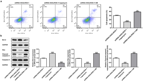 Figure 6. The regulatory effects of autophagy on apoptosis in HFWT cells after transfection with shRNA-HAGLROS-1. (a) Flow cytometry was implemented to determine the apoptosis rate in transfected cells with rapamycin or 3 M. (b) Western blot was executed to elucidate the levels of Bcl-2, Bax and cleaved caspase 3 in HFWT cells transfected with shRNA-HAGLROS-1 with rapamycin or 3 M. **P < 0.01, ***P < 0.001 versus control.