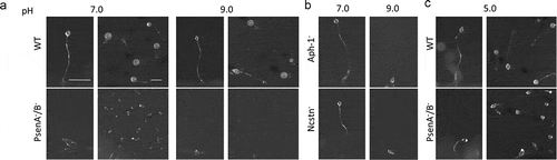 Figure 2. Dictyostelium mutants lacking γ-secretase component orthologs are unable to development under varying pH conditions. The development of Dictyostelium, through starvation over a 24-h period on nitrocellulose filters, leads to the formation of fruiting bodies consisting of round spore heads held aloft by a stalk, and provides a qualitative approach to monitor development in mutants. (a) At pH 7 and pH 9, wild type cells are capable of normal multi-cellular development forming fruiting bodies. In contrast, PsenA−/B− cells are unable to develop at pH 7, forming short variable structures, and development is further inhibited at pH 9 where cells are unable to aggregate. (b) Aph-1− and Ncstn− cells form wild-type fruiting bodies at pH 7 but development is blocked at pH 9 (see also Figure S4). (c) Under acidic conditions, pH 5, wild-type cells form morphologically normal fruiting bodies, and PsenA−/B− development is partially rescued, showing the formation of small fruiting bodies with round spore heads and stalks, similar to that shown for wild-type cells. Images are representative of triplicate experiments. Scale bar: 1 mm.