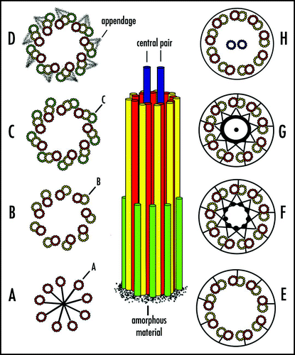 Figure 3 Centriole and basal body structure. Amorphous material is the first indication of a forming centriole or basal body. (A–C) The A-, B- and C-tubules appear sequentially. (D) Appendages form at the distal end of the parental centriole. (E–G) The transition zone marks the end of C-tubules in basal bodies. B- and C-tubules extend into axonemes. (H) The central pair of microtubules emerges in the transition zone, but they are not present in cilia. (E–H) The plasma membrane surrounding basal body/axonemes is depicted as a circle. Modified from tomography of centriole/basal body structure in Chlamydomonas.Citation33