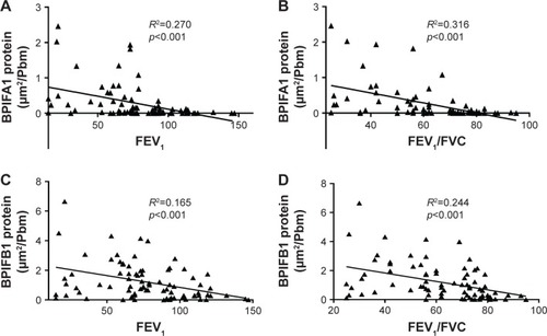Figure 5 Correlation of BPIFA1 and BPIFB1 protein levels in airway epithelium and lung function parameters of airflow limitation.