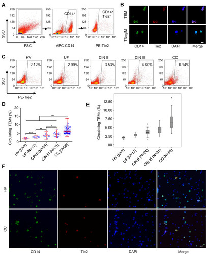 Figure 1 TEMs increased in peripheral blood of CC patients. (A) Detection of cTEMs in the peripheral blood (flow cytometric analysis). (B) Representative images of immunofluorescence assays for CD14 (green) and Tie2 (red) expression in TEMs and TNegMs which were isolated by FACS. Cell nuclei were labeled with DAPI (blue). Both CD14 (green) and Tie2 (red) were expressed in TEMs, while only CD14 (green) was expressed in TNegMs. Scale bar, 20 μm. (C) The percentage of cTEMs (Tie+CD14+) in total CD14+ monocytes was detected in peripheral blood of 7 HV, 17 UF, 24 CIN II, 31 CIN III and 99 CC patients. (D) The percentage of cTEMs is significantly increased in CC patients (Mann–Whitney u-test). *P<0.05, ** P<0.01 and *** P<0.001. (E) Boxplot of the Jonckheere–Terpstra test for the trend of percentage of cTEMs changing with the severity of cervical lesions. P<0.001. (F) Representative images of immunofluorescence assays for CD14 (green) and Tie2 (red) expression in PBMCs of HV and CC patient. Cell nuclei were labeled with DAPI (blue). Scale bar, 20 μm.