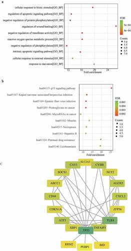 Figure 2. GO annotation and KEGG pathway enrichment analysis and PPI network construction. (a) The enriched top 10 biological processes by 22 DFGs. (b) The top 10 KEGG pathways enriched in by 22 DFGs. (c) The PPI network of the 22 DFGs