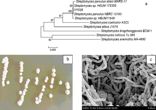 Figure 1. Phylogenetic tree (a), colony (b) and microscopic photo (c) of the strain HY026.