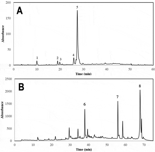 Figure 1. Typical HPLC-UV chromatogram (shown at 320 nm) of phenolic compounds from sesame bran. Identification of the chromatographic peaks was performed as indicated in Table 3. Extraction procedures and chromatographic conditions for the analyses of free and bound phenolics (chromatogram A, compounds 1–5) are different than the procedures and chromatographic conditions applied for the identification of lignans (chromatogram B, compounds 6–8). Peak assignments: (1) Gallic acid, (2) protocatechuic acid, (3) ferulic acid derivative, (4) p-coumaric acid, (5) ferulic acid, (6) sesamol, (7) sesamin and (8) sesamolin.Figura 1. Cromatograma HPLC-UV típico (mostrado a 320 nm) de compuestos fenólicos presentes en salvado de ajonjolí. La identificación de los compuestos fenólicos se realizó como se indica en la Tabla 3. Los procedimientos de extracción y análisis cromatográfico de compuestos fenólicos libres y ligados (cromatograma A, compuestos 1–5) son diferentes que los empleados para la extracción y análisis de lignanos (cromatograma B, compuestos 6–8). Asignación de picos: (1) ácido gálico, (2) ácido protocatecúico, (3) derivado de ácido ferúlico, (4) ácido p-cumárico, (5) ferulic acid, (6) sesamol, (7) sesamin, (8) sesamolin.