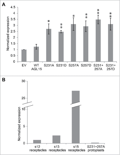Figure 3. Mutating S231 and S257 of 35S-AGL15 alters HAESA expression in mesophyll protoplasts. (A) HAESA transcript accumulation in mesophyll protoplasts 6 hours after transfection with empty vector or 35S-AGL15 with indicated mutations. Protoplast were prepared as describes.Citation19 RNA was extracted from protoplasts with Trizol (Ambion). Quantitative-PCR was performed as described.Citation16 *P < 0.1, **P < 0.05 (t-test). n = 3; SEM error bars shown. (B) Relative expression of HAESA in floral receptacles and in transfected mesophyll protoplasts.