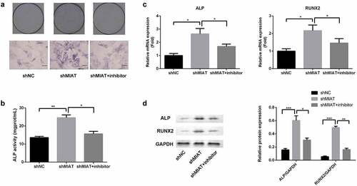 Figure 7. MIAT can regulate the osteogenic differentiation of BMSCs by targeting miR-150-5p. Compared with shNC group, the ALP activity was significantly increased in shMIAT group, which was reversed by miR-150-5p inhibitor (a and b). Compared to shNC, shMIAT significantly increased the mRNA expression of RUNX2 and ALP (c), which were reversed by miR-150-5p inhibitor. MIAT knockdown significantly promoted the protein expression of RUNX2 and ALP by targeting miR-150-5p (d). *p < 0.05, **p < 0.01, ***p < 0.001.