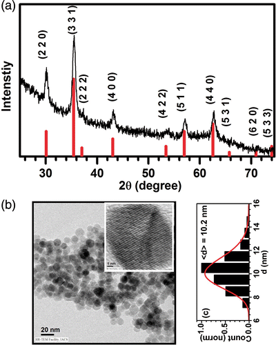 Figure 1. (Colour online) (a) The XRD pattern of the as prepared Fe3O4 nanoparticles is presented. In the same panel, the JCPDF data (red bars) is also presented for comparison. (b) The TEM image of the Fe3O4 nanoparticles with the inset showing the high-resolution image of a single particle. Panel (c) shows the particle size distribution and the lognormal fitting.