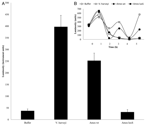 Figure 1. Conditioned medium from the B. anthracis luxS mutant does not induce a V. harveyi QS response. AI-2 activity is shown as luminosity expressed from V. harveyi strain BB170 during growth in response to the addition of autoinducer buffer or filtered, conditioned medium from V. harveyi (BB170), the wild-type B. anthracis strain (Ames wt), or the B. anthracis luxS mutant (Ames luxS). (A) Luminosity values at 3 h of growth. The error bars represent the standard deviation from the readings of six replicates. The difference between the wild-type Ames and luxS mutant was statistically significant (p = 3.15 × 10−6). (B) Luminosity values at various growth times of the assay. These data are representative of the results of two independent experiments.