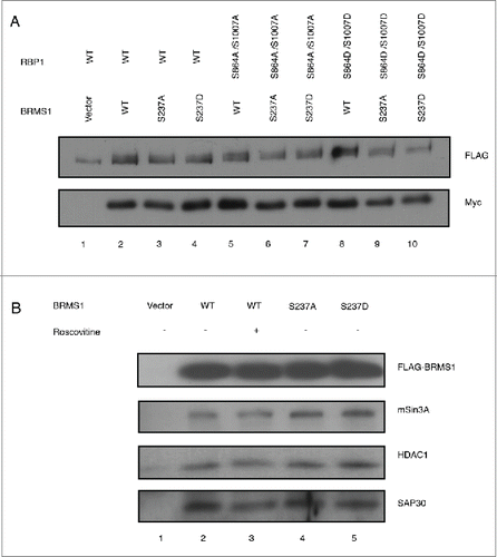 Figure 4. Phosphorylation of BRMS1 on S237 does not affect its association with RBP1 or the mSin3/HDAC complex. (A) Co-immunoprecipitation of RBP1 and BRMS1 mutants. HEK-293T cells were co-transfected with constructs expressing FLAG-tagged RBP1-WT, RBP1-S864A/S1007A or RBP1-S864D/S1007D and Myc-tagged BRMS1-WT, BRMS1-S237A or BRMS1-S237D. Myc-tagged BRMS1 was immunoprecipitated with anti-Myc affinity beads and the co-immunoprecipitated FLAG-tagged RBP1 was detected by Western blotting. Lane 1 represents the control, where the level of non-specific RBP1 binding is assessed on the resin from cells not expressing ectopic BRMS1. Lanes 2–10 represent the levels of the co-immunoprecipiated BRMS1 and RBP1, wild-type or phospho-mutants, as indicated. (B) Co-immunoprecipitation of BRMS1 mutants and mSin3, HDAC1 and SAP30.BT-549 cells were transfected with constructs expressing FLAG-tagged BRMS1-WT (lane 2–3), BRMS1-S237A (lane 4) or BRMS1-S237D (lane 5). 50 μM of the CDK1/2 inhibitor Roscovitine was added to the cells 4 hours prior to lysis, to inhibit the in vivo phosphorylation of BRMS1-WT (Lane 3). BRMS1 was immunoprecipitated from cell lysates with anti- FLAG M2 affinity beads and co-immunoprecipitated mSin3, HDAC1 and SAP30 detected by Western blotting. Lane 1 represents immunoprecipitation from lysates of cells transfected with empty vector.