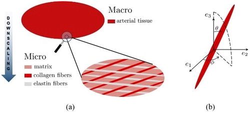 Figure 1. (a) Representative volume element of arterial tissue; (b) definition of the fiber orientation.