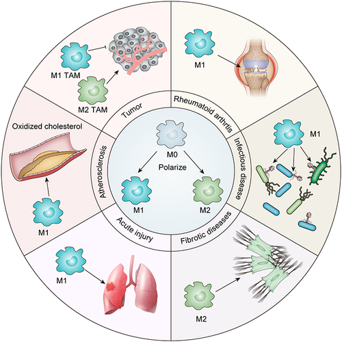 Figure 1 Rationale for using macrophages as therapeutic targets in diseases.