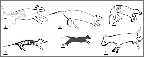 Figure 6. Thylacine (Tasmanian tiger) depictions, all with the elongated body, proportionally large head, limbs of comparable length, straight extended tail and in four cases with the vertical-aligned strips within the body typical of this species (scale bar = 10 cm).