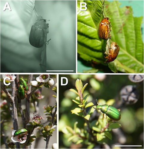 Figure 3. Photographs of adult grass grub and mānuka beetle feeding on foliage. A, Nocturnal feeding by C. giveni during Spring flights. B, C. giveni feeding on deciduous leaves during Spring flights; C-D, P. festiva adult on mānuka (Leptospermum scoparium) during mating flights. Scale bar 10 mm.