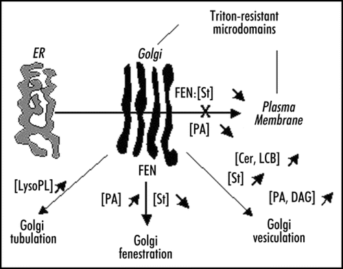 Figure 2 Lipid metabolism and Golgi morphodynamics. The different variations (up and down) in the concentrations of several lipids which influence the morphology of the Golgi are indicated. Most of the data come from studies carried out in animal models. The effect of fenpropimorph (FEN) on post-Golgi traffic and Golgi fenestration in plant cells is shown. Inhibition of PA formation is also affecting post-Golgi traffic in plant cells. Cer, ceramides; DAG, diacylglycerol; LCB, long chain bases of sphingolipids; LysoPL, lyso-phospholipids; PA, phosphatidic acid; St, sterols.