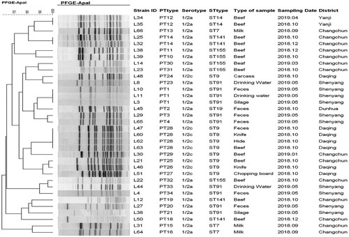 Figure 2. The dendrogram generated by the ApaI enzyme-based pulsed-field gel electrophoresis patterns of the 34 representative L. monocytogenes strains was constructed. The corresponding data, including the name of the strain (Strain ID), PFGE types, serotype, MLST type, the type of sample, sampling date and district, are shown alongside the dendrogram to the right.