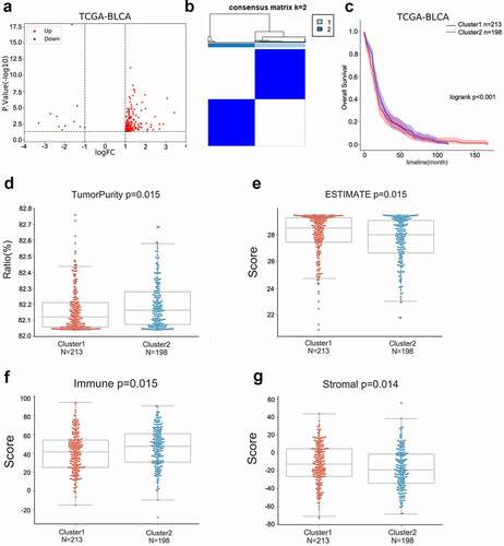 Figure 2. Differential non-coding RNAs associated with immune microenvironment scores based on TCGA (a) ESTIMATE algorithm was performed to calculate the ESTIMATE scores for each case in TCGA-BLCA. Cases were grouped using the median ESTIMATE score as the cutoff. Differentially expressed ncRNAs in two groups were analyzed and shown. (b-c) Consensus clustering was performed to divide the cases into two clusters; overall survival in these two clusters was analyzed using the Kaplan–Meier method and a two-tailed log-rank test. (d) Tumor purity ratio of cases in two clusters. (e) ESTIMATE scores of cases in two clusters. (f) Immune scores of cases in two clusters. (g) Stromal scores of cases in two clusters.