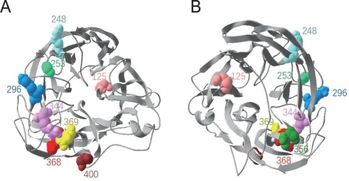 Figure 5. Locations of the 9 identified key residues on NA. The NA head structure of N2 subtype (PDB:1NN2) was analysed with Swiss PDB Deep-viewer. The 9 residues were labelled with various colours in an NA monomer. The structure is shown in the top view (A) and bottom view (B).