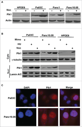 Figure 1. Nuclear localization of Plk1 in human pancreas cells. A, HPDE6, Pa03C, Panc1 and Panc10.05 were treated with or without 200 ng/ml nocodazole (Noc) for 12 h and harvested for IB. B, Pa03C, Panc10.05 and HPDE6 cells were treated with 0.3 mM mimosine (Mimo) for 20h, 4 mM hydroxyurea (HU) for 24 h, or 200 ng/ml nocodazole for 12 h to block cells at G1, S, or M phase, respectively. Cytoplasmic and nuclear fractions were isolated and analyzed by Western blot. C, Pa03C or Panc10.05 cells randomly growing on coverslips were stained with a Plk1 antibody and analyzed by IF microscopy. DNA is visualized with DAPI staining.