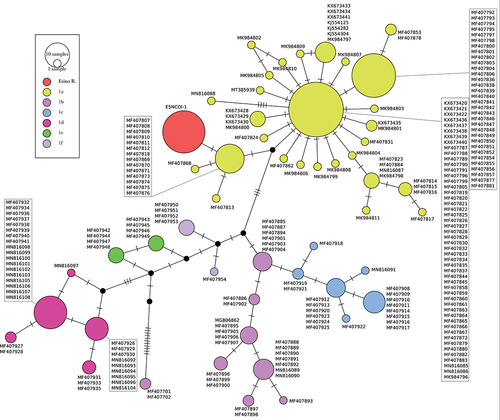 Figure 3. Median-Joining haplotype network built on 633 bp of the mtDNA cytochrome oxidase I locus of Phoxinus lumaireul. Each circle represents a haplotype with size proportional to its frequency in the considered dataset; GenBank Acc. Ns are shown besides each haplotype; different colours are used for subclades 1a–f (Palandačić et al. Citation2020) and for the new haplotype described for the Esino River sample (ESNCOI-1), with black circles indicating haplotypes never sampled or extinct; single-mutational steps are indicated as dashes along connections.