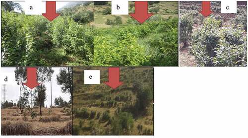Figure 3. Shrub strips on terracing and agroforestry practice.