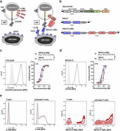 Figure 1. Novel costimulatory TM123-4-1BBL specifically binds UniCAR, target antigen and costimulatory receptor. (a) Schematic representation of the inducible modular UniCAR-T platform. The UniCAR recognizes a small UniCAR epitope (UCE). Therefore, UniCAR-T alone remain in a non-reactive off-mode. In the on-mode, soluble adapters termed targeting modules (TMs) consisting of the UCE linked to a CD123-specific scFv enable precise control over CD123-specific UniCAR-T activation. (b) Schematic representation of the 28/ζ UniCAR construct as well as CD123-specific TM variants TM123 (30.4 kDa) and TM123-4-1BBL (91.6 kDa). TCR: T cell receptor, LP: leader peptide, UC-tag: UniCAR-tag (anti-La 7B6), VH: variable heavy chain, VL: variable light chain, G4S: glycine-serine linker, HIS6x: Hexa-Histidine-tag, ECD: extracellular domain, TMD: transmembrane domain, ICD: intracellular domain. (c) UCE accessibility of CD123-specific TMs was evaluated on UniCAR-expressing YTS-E13 cells. Expression of UniCAR on YTS-E13 cells was determined by immunofluorescence staining with mouse mAb anti-UC-tag followed by staining with secondary goat-anti-mouse AlexaFluor 647. Binding of TM123 and TM123-4-1BBL was analyzed via flow cytometry using a PE-labeled α-His Ab. TM binding data are represented as % binding of max by normalizing the obtained MFI to the highest MFI measured. Data is shown as mean ± SD of three independent repeats measured in biological triplicates. Statistical significance was determined by parametric paired t test, p < .05 = *. (d) Target antigen binding of CD123-specific TMs was evaluated on the CD123-positive target cell line MOLM-13. Expression of CD123 on MOLM-13 was determined by immunofluorescence staining with an α-CD123-APC Ab by flow cytometry. Binding of TM123 and TM123-4-1BBL was analyzed via flow cytometry using a PE-labeled α-His Ab. TM binding data are represented as % binding of max by normalizing the obtained MFI to the highest MFI measured. Data is shown as mean ± SD of three independent repeats measured in biological triplicates. Statistical significance was determined by parametric paired t test, p < .05 = *. (e) T cells were activated with PMA/Ionomycin (Biolegend) for 12 h prior to this experiment. 4–1BB receptor expression was determined by immunofluorescence staining with an α-4-1BB-BV421 Ab by flow cytometry. Binding of 500 nM TM123-4-1BBL to the receptor 4–1BB was determined on T cells and activated T cells by flow cytometry using a PE-labeled α-His Ab. TM binding data are represented as a zebra blot with the side scatter area (SSC-A) against the MFI for one representative donor