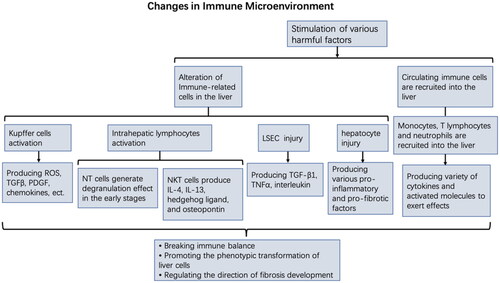 Figure 2. The changes of immune microenvironment in liver fibrosis.