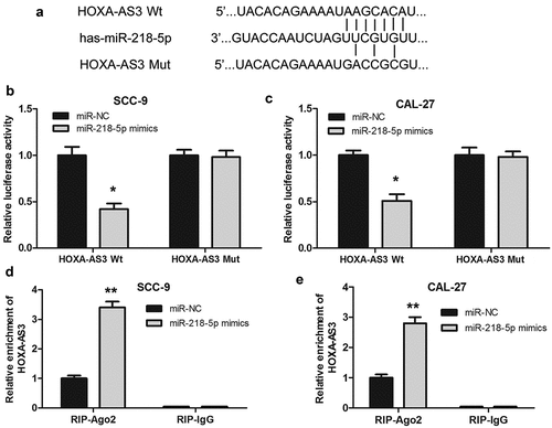 Figure 3. HOXA-AS3 directly interacted with miR-218-5p. (a) Predicted binding of human miR-218-5p with the wild-type 3ʹUTR region of HOXA-AS3 mRNA and a mutated 3ʹUTR of HOXA-AS3. (b, c) Luciferase reporter gene assay verified that HOXA-AS3 could directly bind to miR-218-5p in SCC-9 and CAL-27 cells. (d, e) SCC-9 and CAL-27 cells were transfected with miR-218-5p mimics or control, followed by the measurement of HOXA-AS3 mRNA enrichment with anti-Ago2 by qRT-PCR, and anti-IgG used as control. *P < 0.05, **P < 0.01